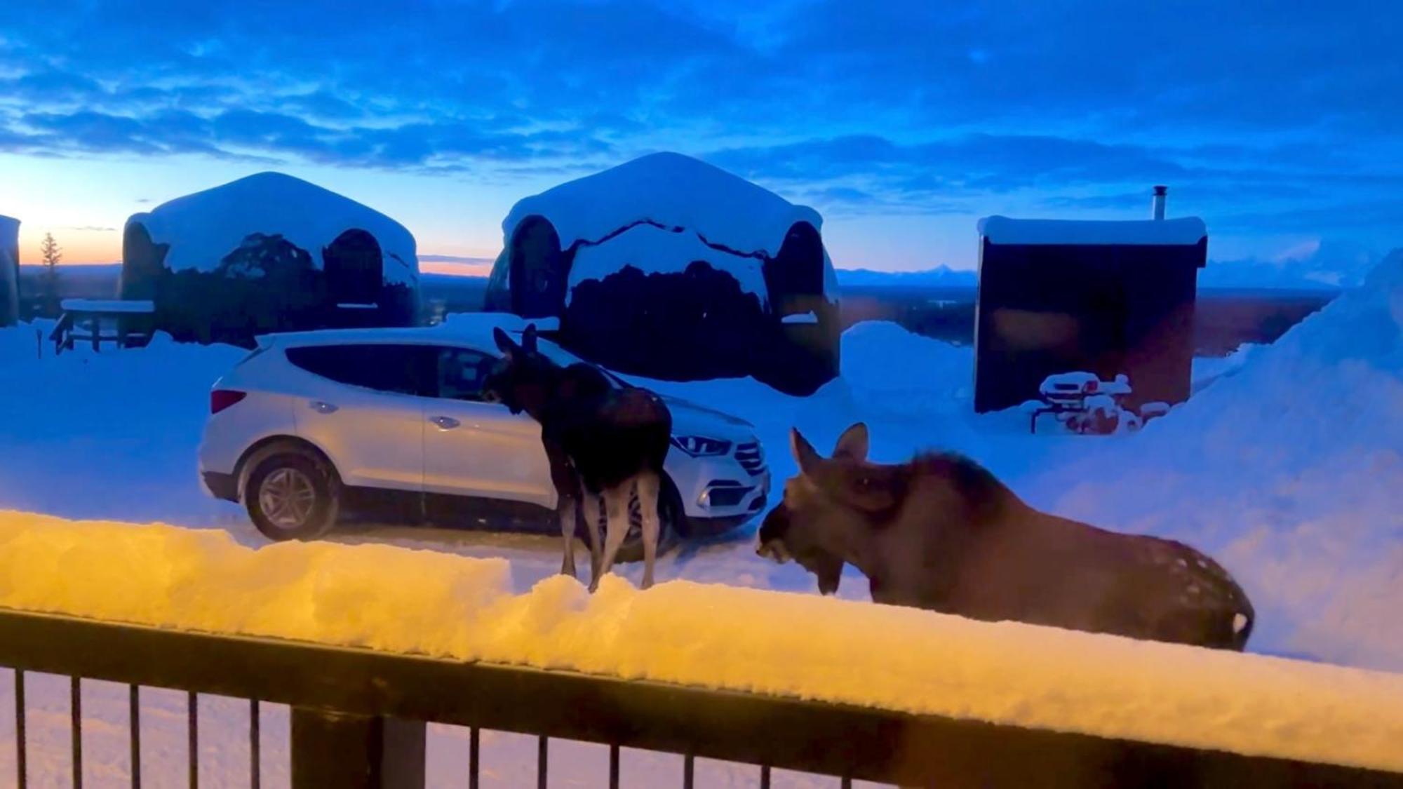 Talkeetna Aerie Adventure Lodge Luaran gambar